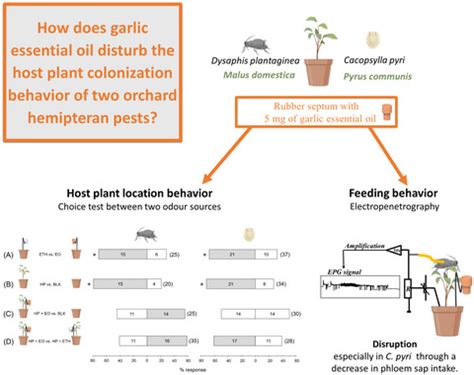 Behavioral disruption of two orchard hemipteran pests by .